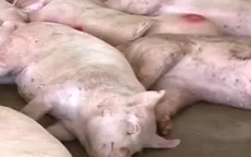 Phát hiện 2 cơ sở chuyên giết mổ, tiêu thụ heo bệnh tại TP.HCM