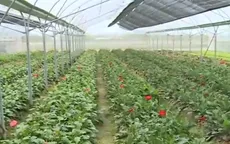 Trồng rau áp dụng công nghệ nhà kính Nhật Bản