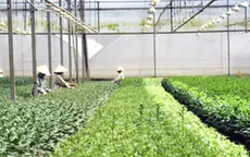 Ứng dụng công nghệ sinh học trong nông nghiệp ở Đà Nẵng