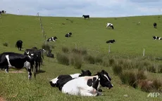 TPP mang lại thay đổi trái ngược cho ngành sữa New Zealand và Canada