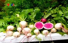 Củ cải mini trang trí hút khách