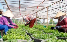 Làng hoa Bình Định chuẩn bị đón Tết