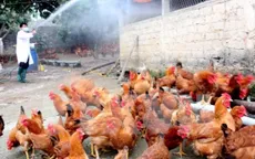 Tăng cường phòng chống dịch cúm gia cầm lây sang người