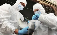 Ai Cập: Hơn 40 người tử vong vì cúm gia cầm H5N1 năm 2015