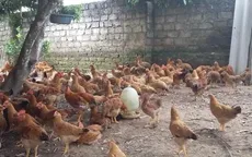 Nam Định công bố dịch cúm gia cầm A/H5N6
