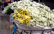 Cúc họa mi tinh khôi mang mùa đông về phố