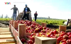 Mùa thu hoạch dâu tây ở nông trường lớn nhất nước Nga