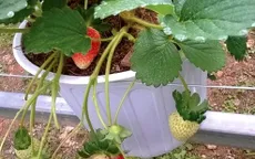 Lâm Đồng: Phục hồi vườn dâu tây thiệt hại do thiên tai