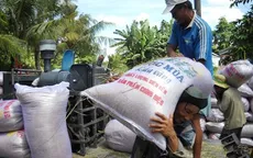 ĐBSCL: Giá lúa Hè Thu giảm do mưa nhiều