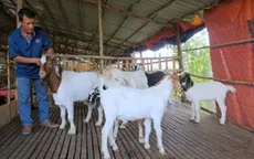 Nở rộ dịch vụ cho thuê dê dịp Tết Ất Mùi