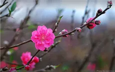Đề xuất nghỉ Tết Nguyên đán Bính Thân 9 ngày
