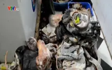 Quảng Ngãi: Bắt cơ sở mua bán động vật hoang dã trái phép