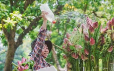 Hoa sen, hạt sen hút khách Thủ đô