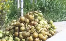 Giá dừa Bến Tre đang giảm mạnh