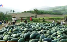 Giá dưa hấu cuối vụ ở miền Trung tăng trở lại