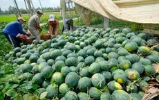 Trồng cây gì, nuôi con gì: Nông dân tự quyết định