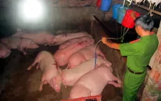 Bắt quả tang cơ sở bơm nước và thuốc an thần vào lợn