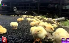 Trung Quốc: Lật xe tải, hàng nghìn con gà "tẩu thoát"