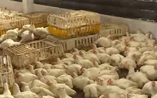 Gà ngoại "đổ bộ" vào Việt Nam, gà nội mất thị trường