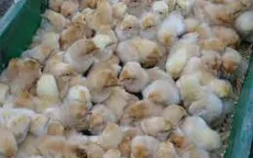 Quảng Ninh: Thu giữ, tiêu hủy hơn 7.000 con gà giống nhập lậu