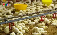 Liên kết theo chuỗi - Hướng đi bền vững cho ngành chăn nuôi thời hội nhập TPP