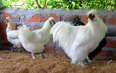Tây Ninh xuất hiện loại gà lông xù đặc biệt