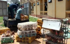Bắc Kạn: Thu giữ 20.000 con gà không rõ nguồn gốc