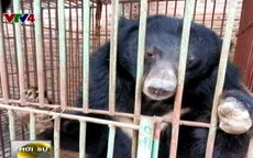 Việt Nam cam kết không sử dụng mật gấu trong Đông y