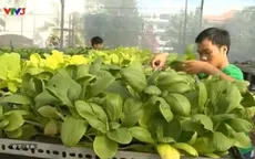 Phát triển mô hình trang trại rau hữu cơ ở TP HCM