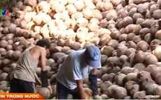 Bến Tre: Giá dừa lên xuống bất thường