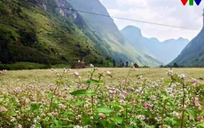 Đẹp nao lòng mùa hoa tam giác mạch ở Hà Giang