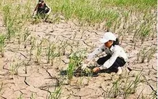 36 địa phương được hỗ trợ khắc phục hậu quả hạn hán