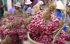 Số người mù cao bất thường ở vựa hành tím Vĩnh Châu