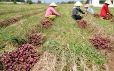 Tăng cường mối liên kết 4 nhà trong nông nghiệp