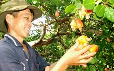 Cải tạo vườn điều gia tăng thu nhập