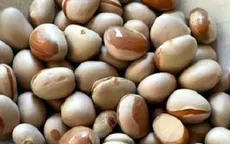 Lợi ích làm đẹp không ngờ từ hạt mít