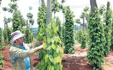 Tiêu Phú Quốc liên tục tăng giá