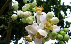 Tháng 3 - Mùa hoa bưởi