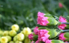 Đẩy mạnh xuất khẩu rau, hoa vào Nhật Bản: Cần thay đổi từ khâu sản xuất