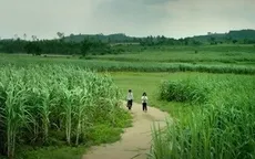 Trailer "Tôi thấy hoa vàng trên cỏ xanh" gây sốt là bản nháp