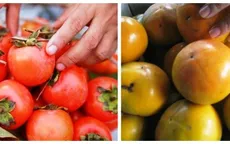 Hồng giòn Trung Quốc tràn ngập các chợ