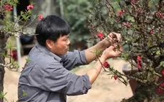 Nghệ nhân Hà Thành trăn trở với đào thất thốn