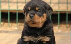 Trào lưu nuôi chó Rottweiler nở rộ