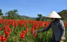 Hoa nở muộn sau Tết, giá giảm mạnh