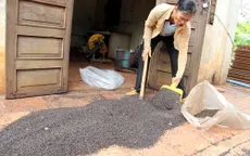 Bọ đậu đen "tấn công", cuộc sống người dân xáo trộn