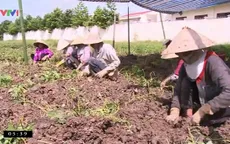 Vĩnh Long: Hơn 100 tấn khoai lang đã được tiêu thụ