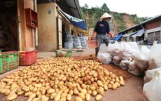 Đà Lạt huỷ lệnh cấm khoai tây Trung Quốc