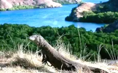 Đảo rồng Komodo - Điểm nhấn du lịch của Indonesia