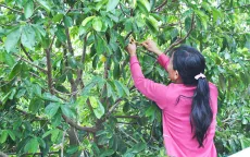 Tiền Giang: Thương lái mua lá mãng cầu giá cao bỏ trốn