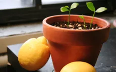 10 loại cây dễ sống trong bếp